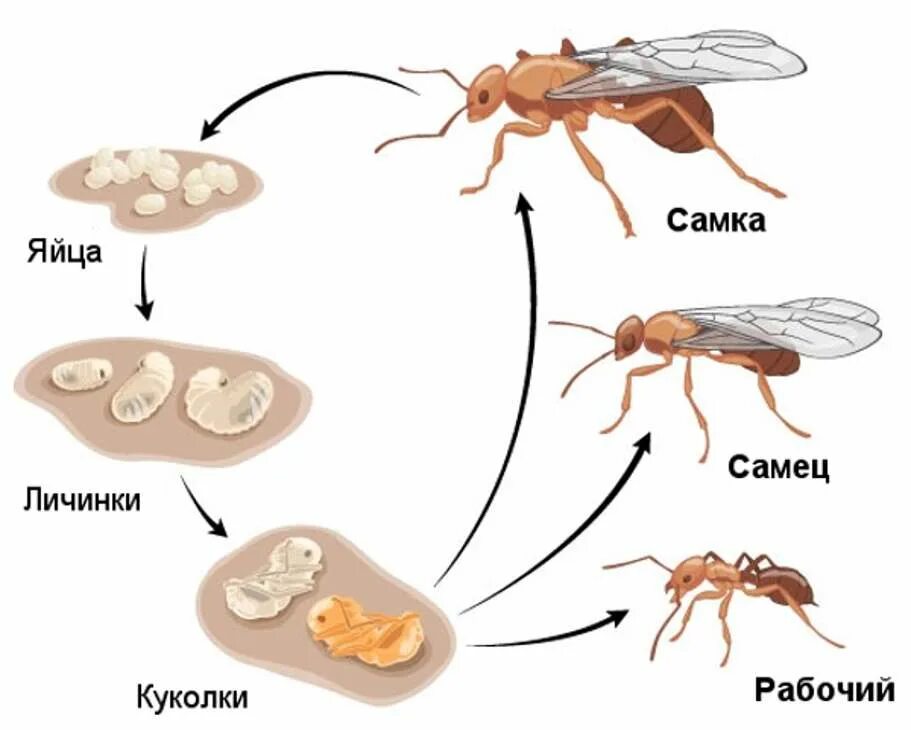 Сколько живет самец. Цикл развития муравья. Жизненный цикл муравьев. Размножение муравьев схема. Стадии развития муравья схема.