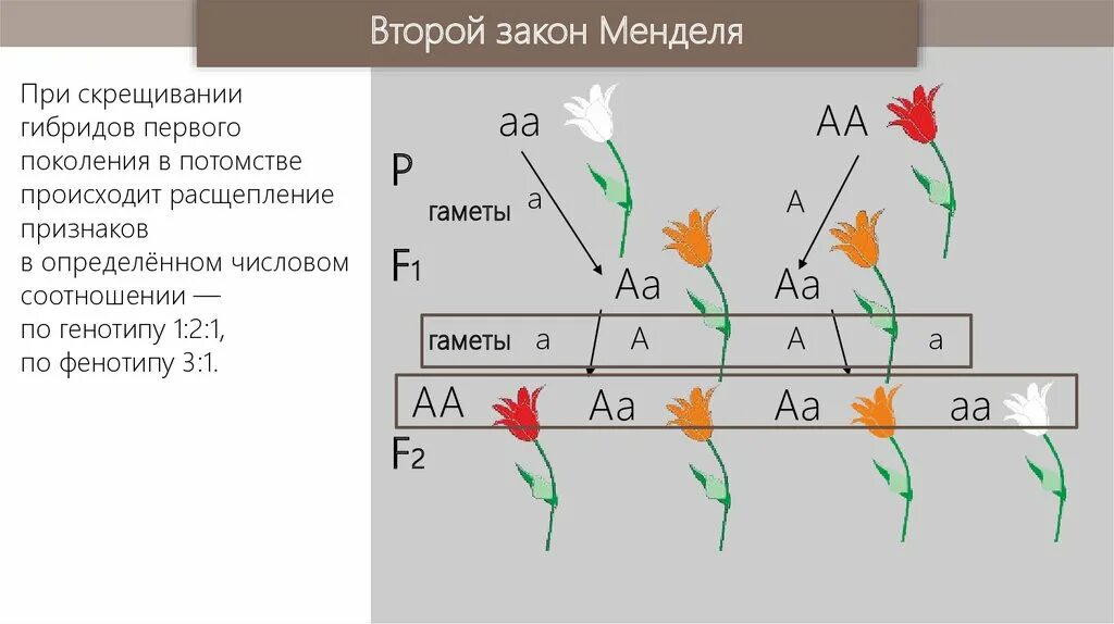 2 Закон Менделя закон расщепления. Схема скрещивания второго закона Менделя. Второй закон Менделя схема. 2 Закон Грегора Менделя схема. Расщепление признаков во втором поколении