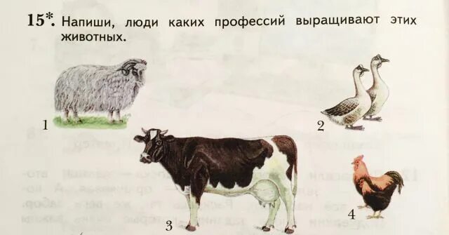 какая профессия выращивает гусей. гуси с выводком. разведение гусей. какая профессия выращивает гусей. гнездовье гусей.