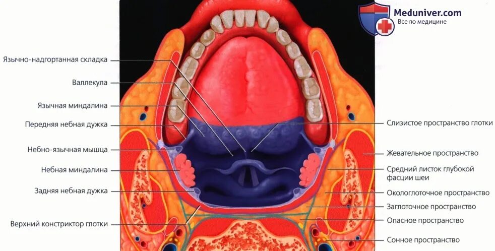 Язычная миндалина анатомия кт. Пространства ротоглотки кт. Окологлоточное пространство глотки. Заглоточное пространство пространство. Кт миндалин