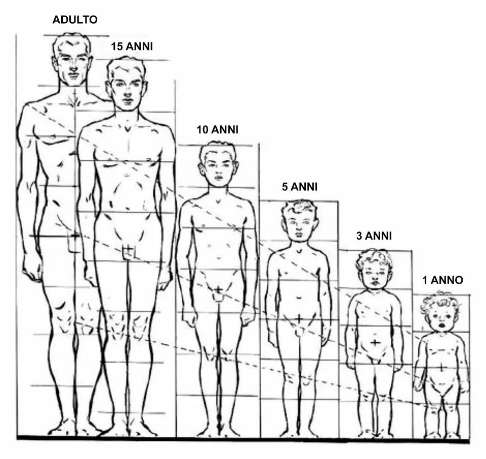 Рост людей по возрасту. Анатомия пропорции тела и Возраст человека. Пропорции тела мужчины схема. Пропорции тела мужчины рисунок. Схема пропорций тела ребенка.