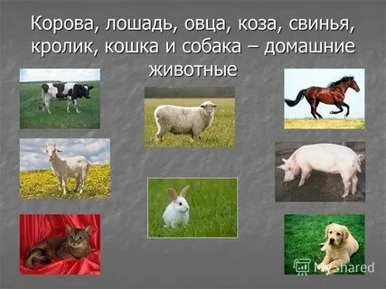 Собака кошка коза