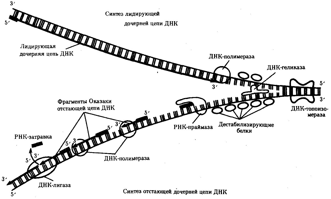 12 цепей днк. Схема процесса репликации. Схема процесса репликации ДНК. Схема репликации ДНК вилка. Схема репликации биохимия.