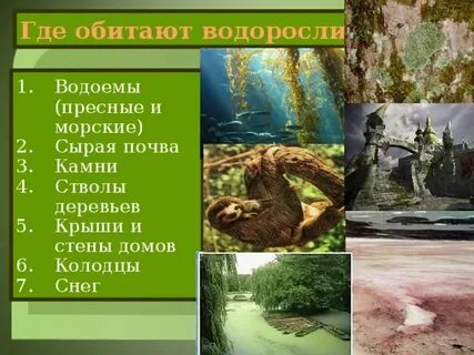 Где обитают водоросли