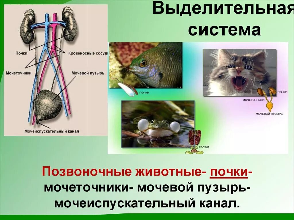 Железы живых организмов. Эволюция выделительной системы у животных. Система органов животных выделительная система. Выделительная система животных и растений. Система выделения у животных.