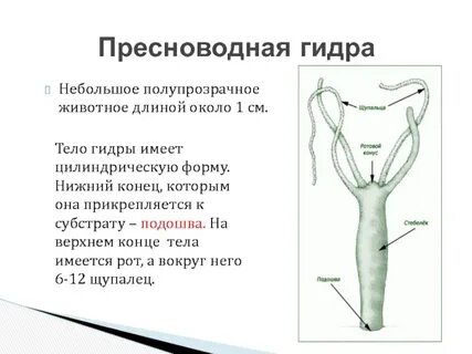3 пресноводная гидра имеет симметрию тела