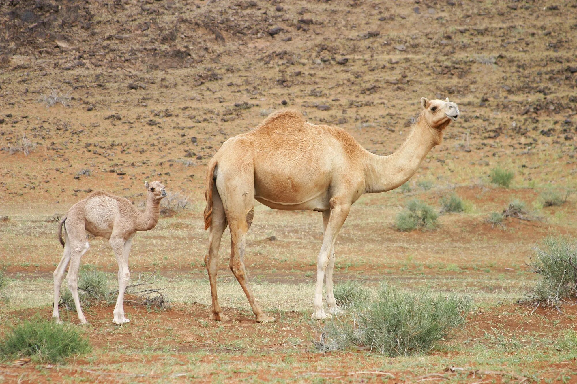 Camel beautiful. Camel beautiful