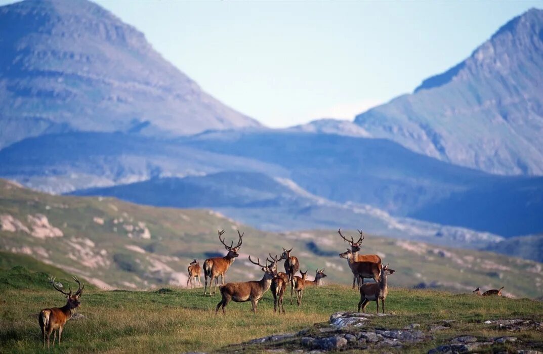 Scotland nature reserves. Олень в горах. Олень в горах Шотландии. Олень в горах фото. Заповедник Крыма олени.