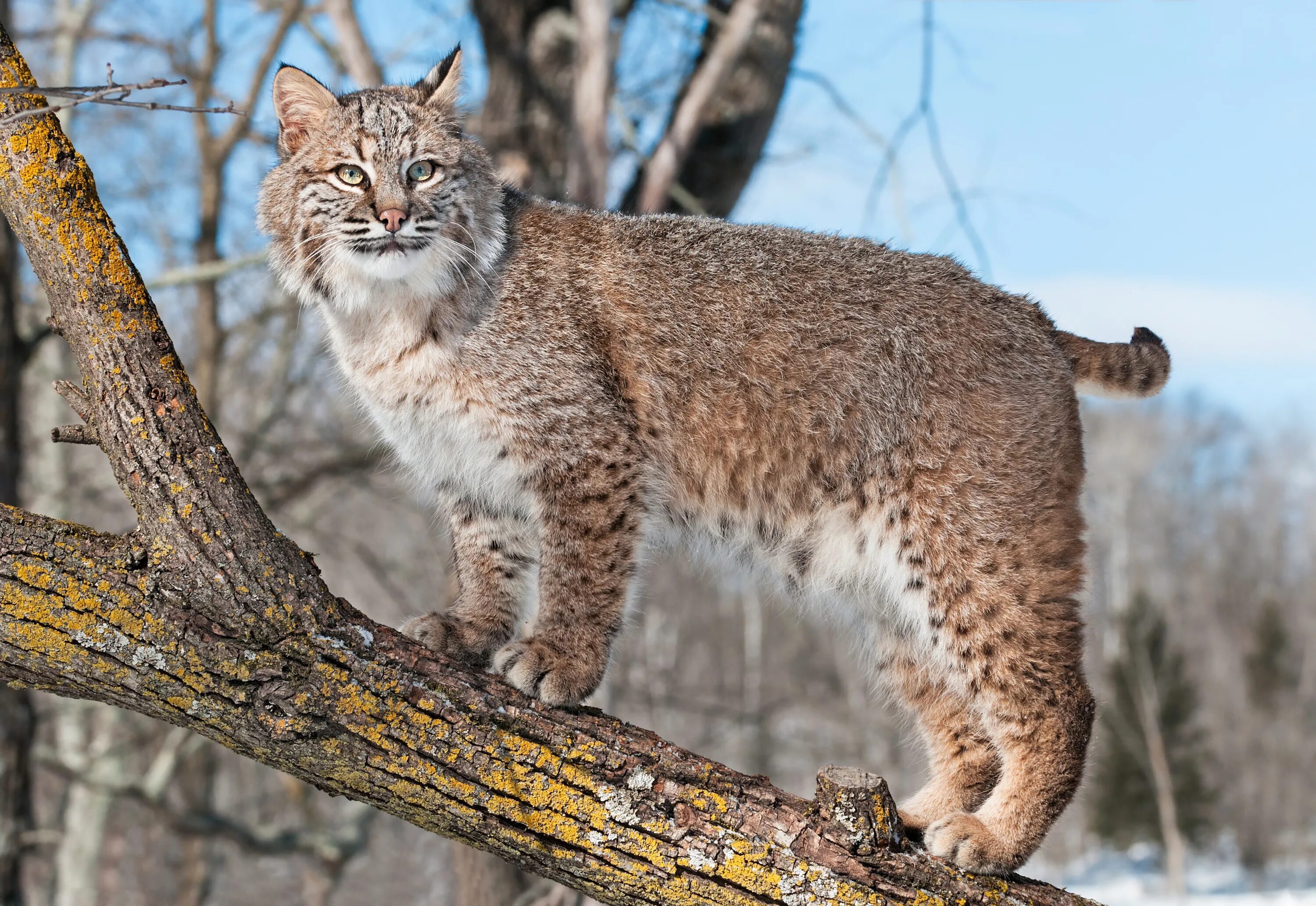 Bobcat перевод. Американская Рысь Бобкэт. Канадская Рысь Бобкэт. Рысь Уссурийской тайги. Рыжая Рысь Бобкэт.