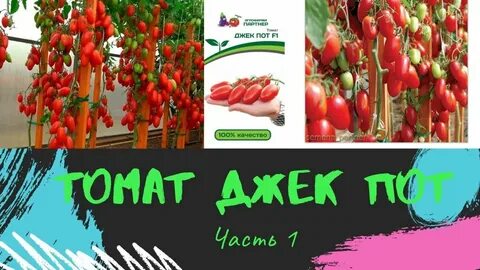 Характеристики сорта томата джекпот