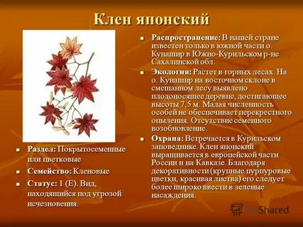 Клен какая систематическая группа