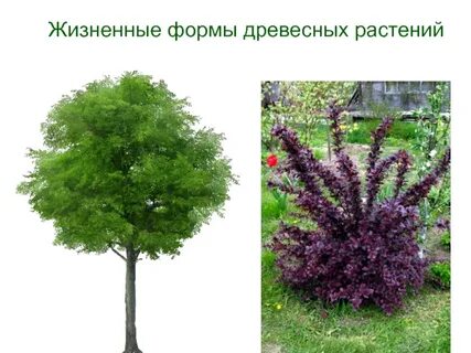 Куст термин