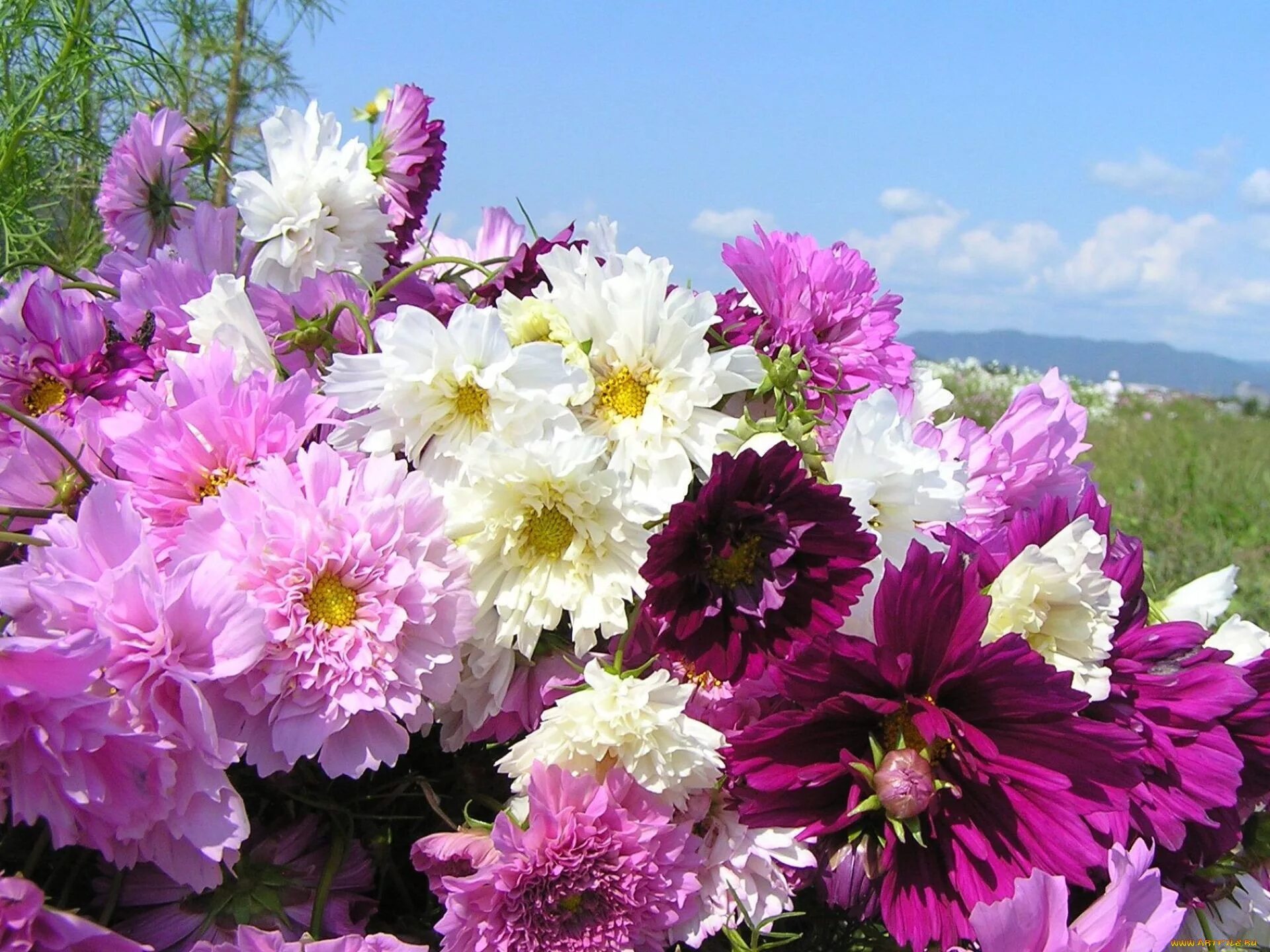 70 хризантем. Хризантема густав букет. Пионы фото. Хризантема честер. 70 хризантем.