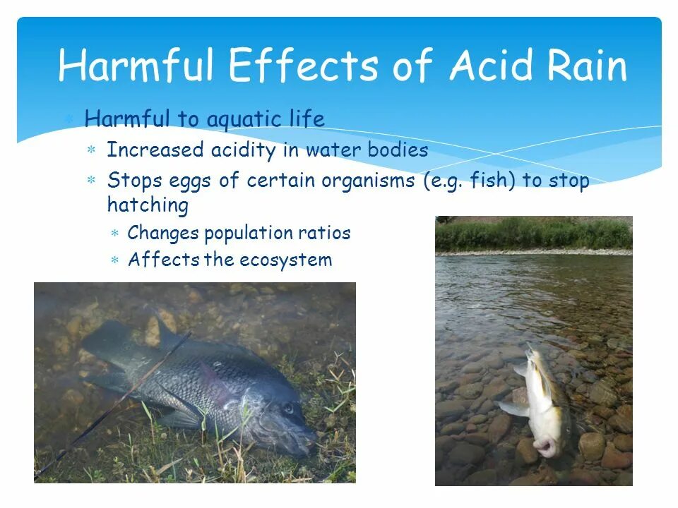Acid Rain Effects. Acid Rain negative Effects. Acid Rain and Aquatic Life.