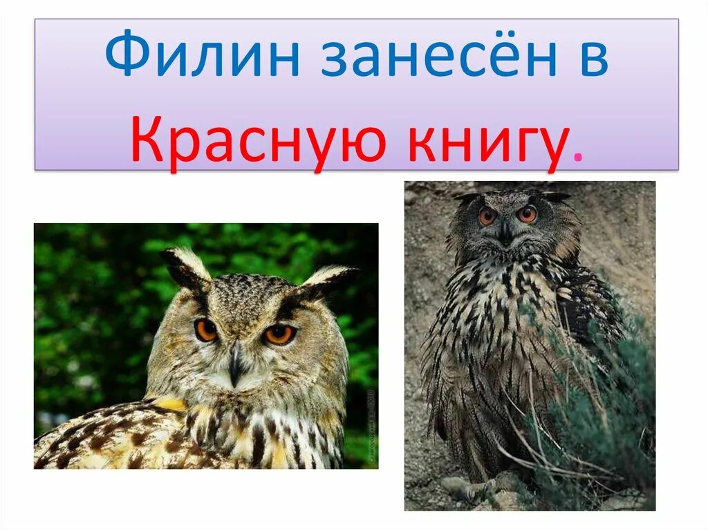 Филин занесен в красную книгу или нет. Филин красная книга. сова занесена в красную книгу. животные красной книги филин. совы краснодарского края занесенные в красную книгу.