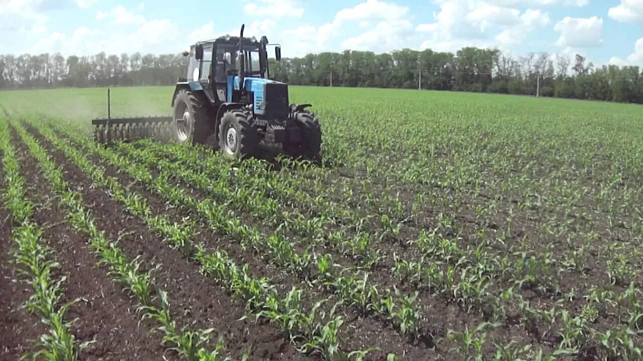 Опрыскиватель кукурузы джон дир. Беднар междурядный культиватор. Азотные удобрения кукурузы. Кукуруза внесение гербицида. Культиватор растениепитатель.