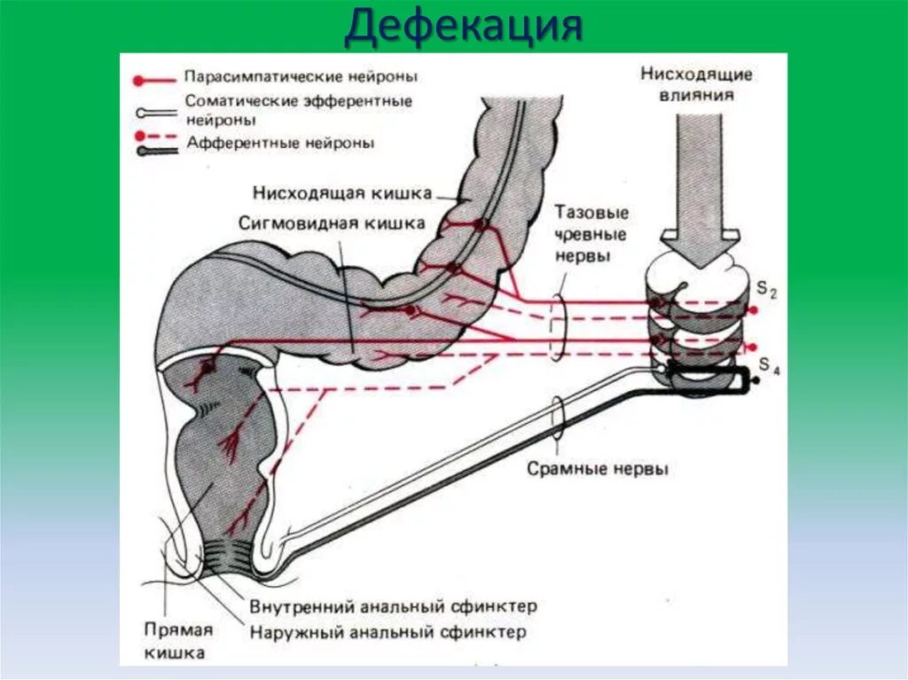 Схема прямой кишки. Рефлекторная дуга акта дефекации схема. рефлекторная дуга акта дефекации 5-6 звеньев. рефлекторная дуга рефлекса дефекации схема. рефлекс дефекации физиология.