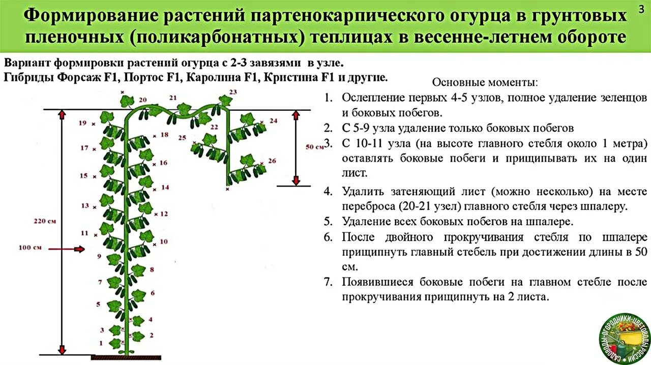 Огурцы в открытом грунте какая температура. Формирование партенокарпических огурцов в теплице схема. Схема формирования огурцов партенокарпических огурцов. Формировка партенокарпических огурцов в теплице. Формирование партенокарпические огурца в теплице.