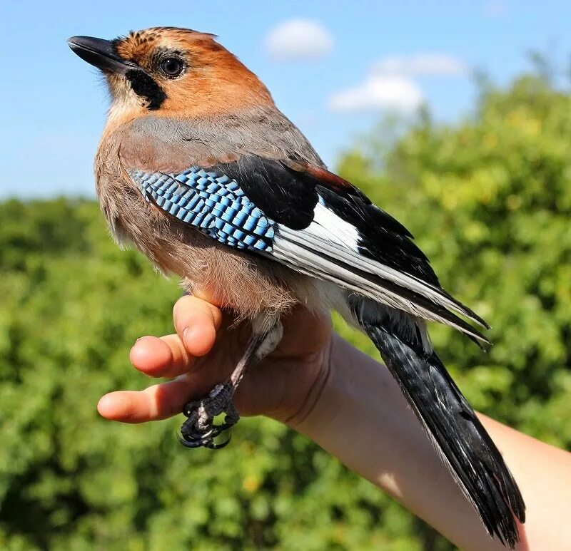 сойка пересмешница птица. покажи картинку сойка. лесная сорока сойка. покажи картинку сойка. сойка обыкновенная.