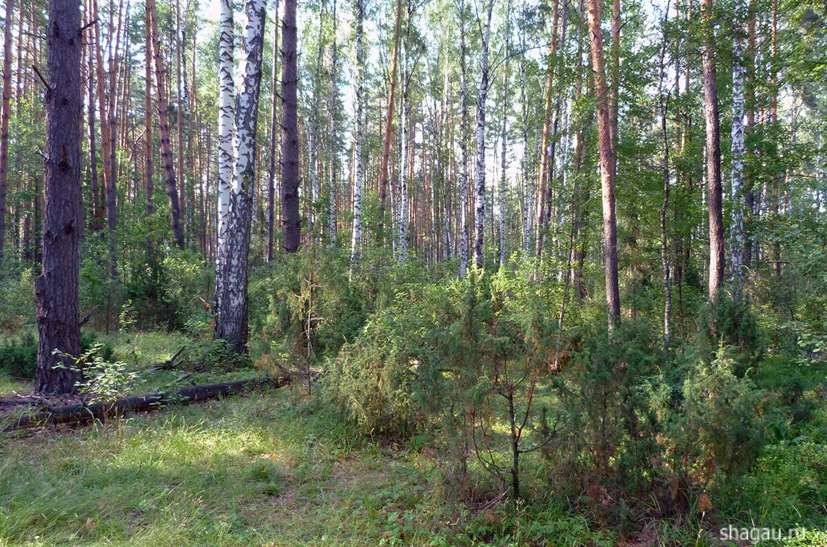 Мещера клепики. Спас клепики мещера. солотча мещера лес. рязань спас-клепики мещера. заповедная чаща.