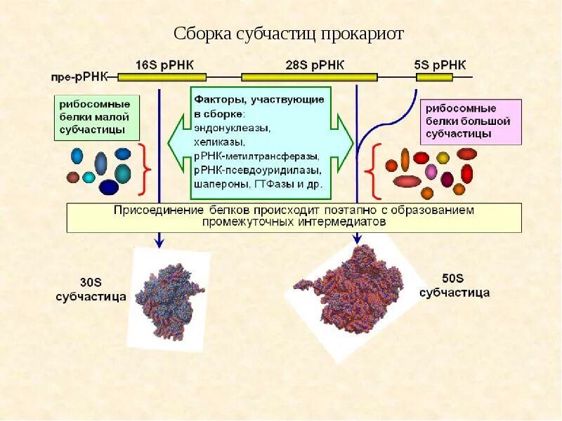 Сборка белка происходит. 28s РРНК. Рибосомная РНК прокариот. 28s рибосомальная РНК. Субчастицы рибосомы прокариот.