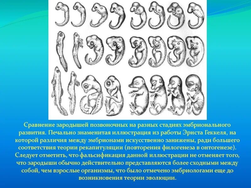 Сходство начальных стадий эмбрионального развития позвоночных. Зародыши позвоночных на разных стадиях развития. Сходства и различия зародышей позвоночных. Различия зародышей позвоночных.