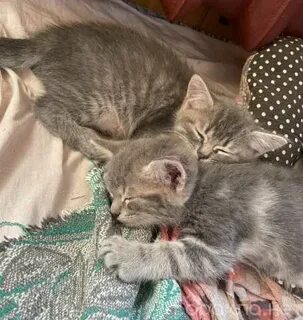Котята в подольске в добрые
