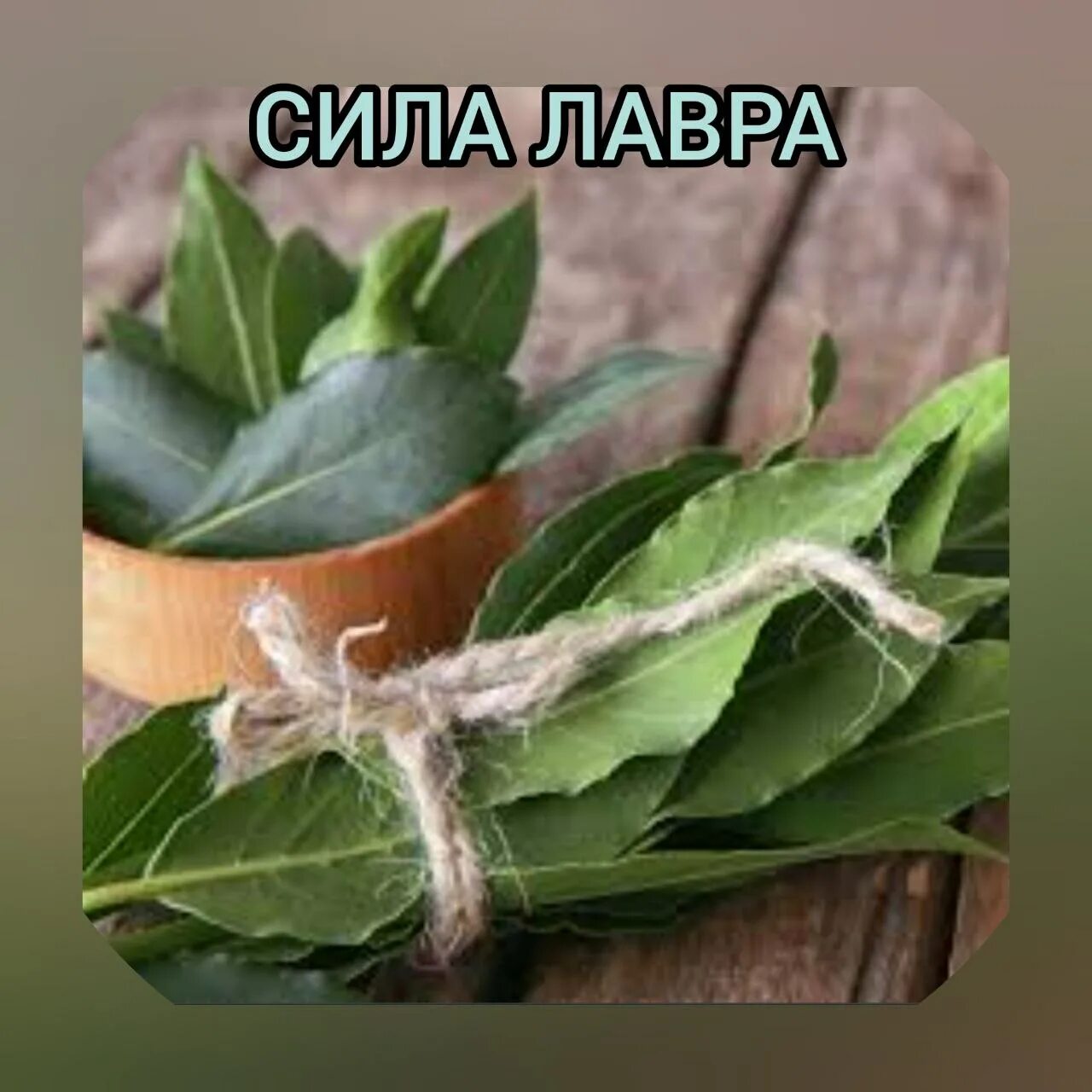 Для чего полезен отвар лаврового листа