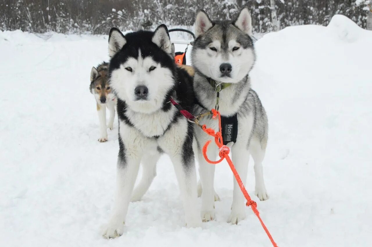 Хаски архангельск. Ферма хаски в екатеринбурге. Фабрика хаски архангельская. Хаски архангельск. Хаски архангельск.