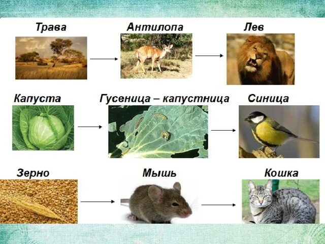 Составить цепи питания окружающий мир. Составить цепь питания 3 класс окружающий мир примеры. Модель цепи питания 3 класс окружающий мир. 3 Цепочки питания 3 класс. 2 Цепочки питания животных.