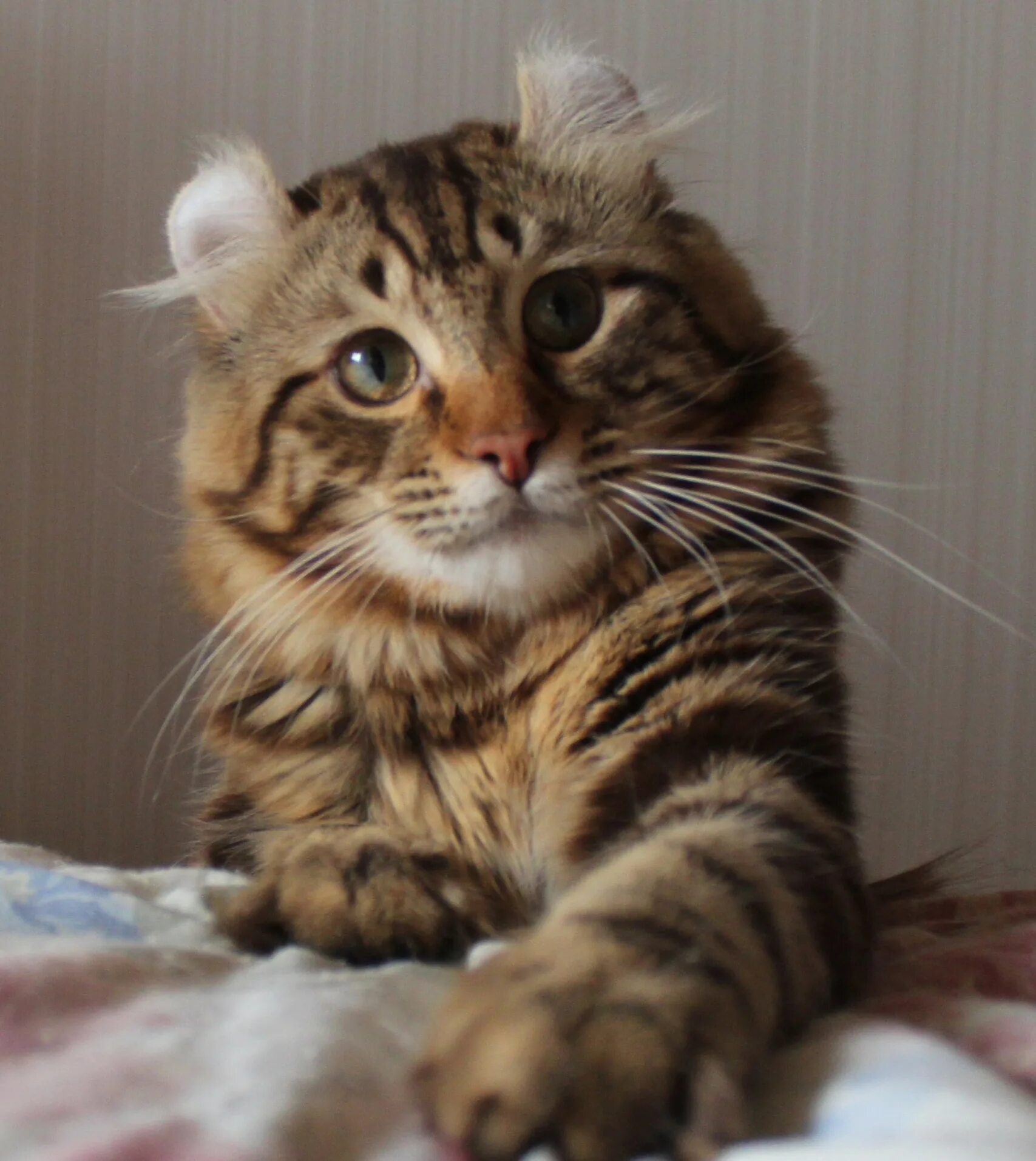 Коты керлы фото 10 популярных идей на тему "american curl" для вдохновения