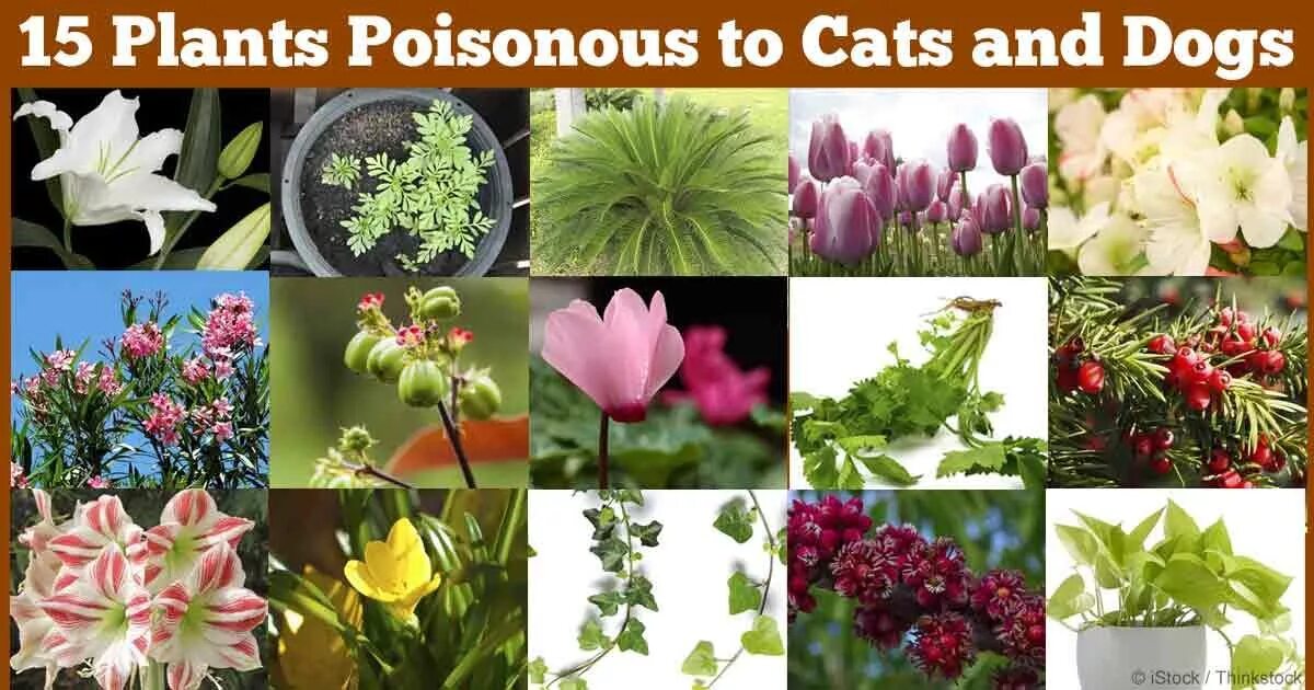 Poison Plant. Poisonous animals and Plants. Poison Plants for Cattle. Poisonous Plants Israel.