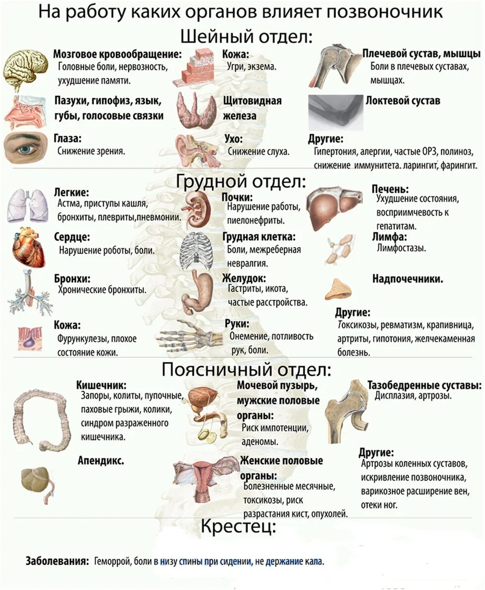 Симптомы заболеваний внутренних органов. Психосоматика внутренних органов болезней. позвоночник и болезни внутренних органов. позвоночник и внутренние органы взаимосвязь. болезни позвоночника влияющие на внутренние органы.