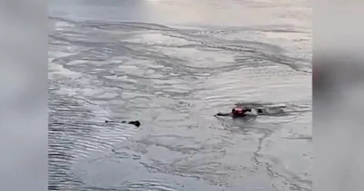 Девушка провалилась под лед. Спасли девочку из воды. Спасение собаки провалившегося под лед. Спас девушку видео