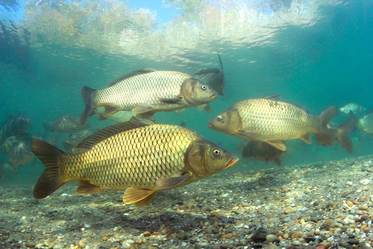 Карась среда обитания водная. Карп (Cyprinus Carpio). Сазан, обыкновенный Карп. Сазан Пресноводные рыбы. Морской сазан.