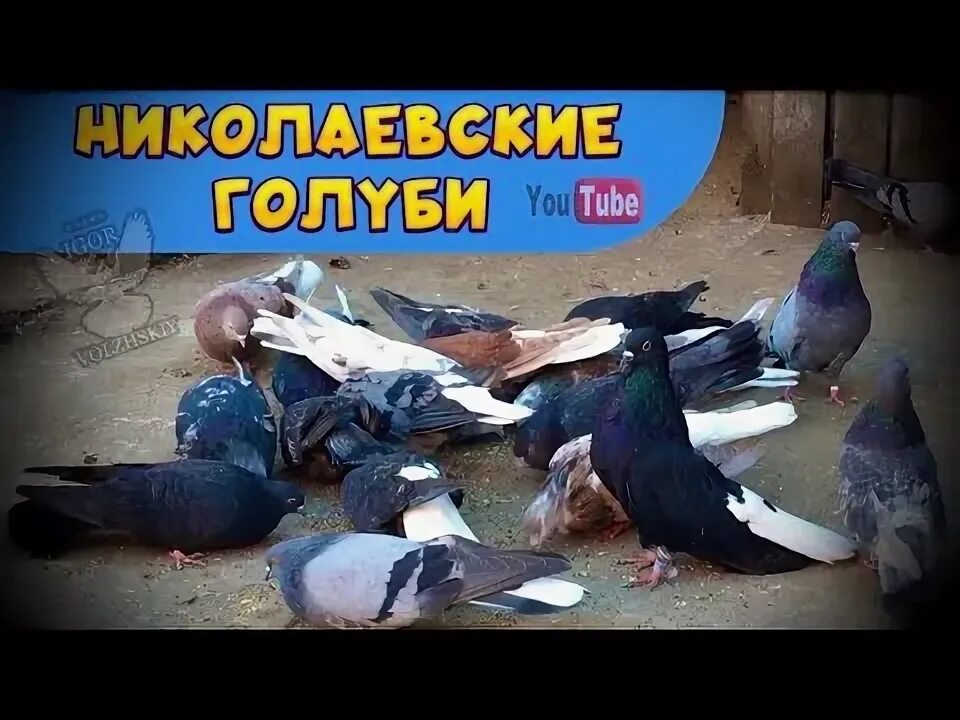 Голубятник застрелил ястреба. Николаевские мастные голуби. Видео полет голубей. Мариупольские голуби. Николаевские голуби.
