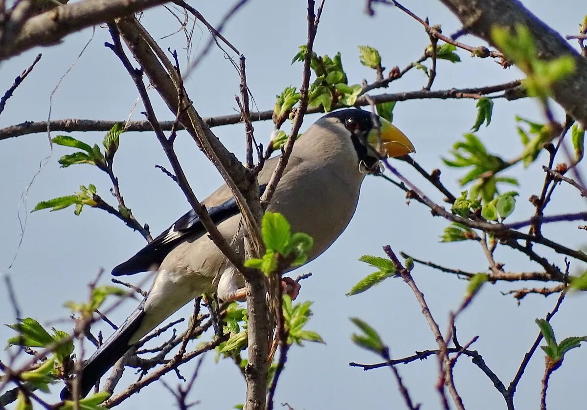 Приморский край птицы приморского края. Приморский край птицы приморского края. Амурский свиристель. Птицы в приморском крае. Свиристель приморский край.