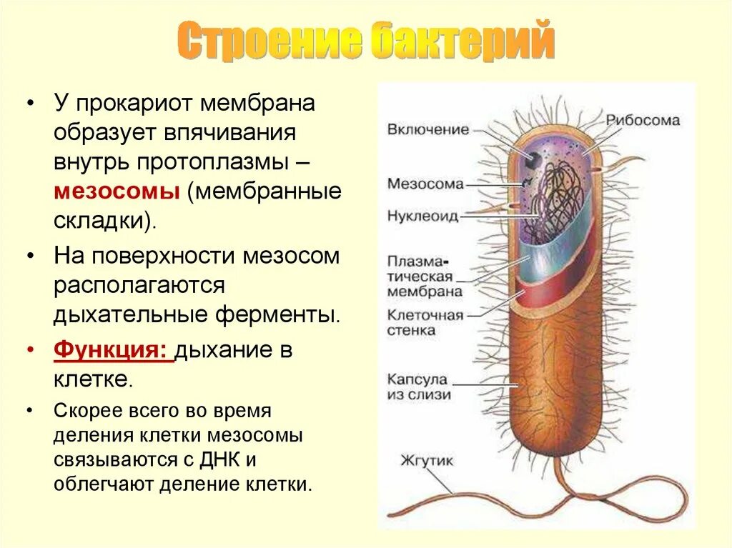 Для клетки прокариот характерно. Строение бактериальной клетки мезосомы. Строение прокариотической бактериальной клетки. Функции мезосомы бактериальной клетки. Строение клетки прокариот бактерии.