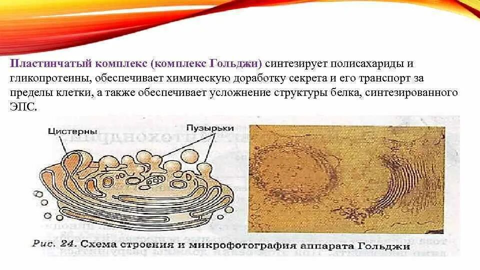 Функции комплекса Гольджи гистология. Аппарат Гольджи пластинчатый комплекс комплекс. Комплекс Гольджи пластинчатый аппарат функции. Строение пластинчатого аппарата комплекса Гольджи.