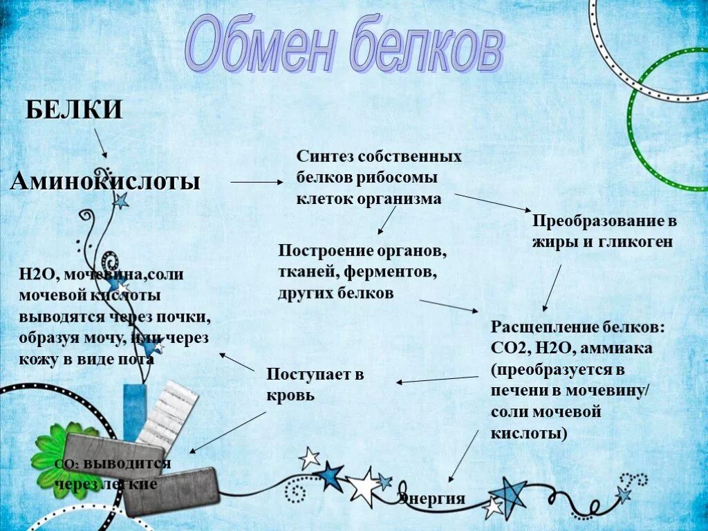 Белковый обмен в организме. Обмен белков. Этапы обмена белков в организме. Метаболизм белков в организме человека. Этапы обмена белков в организме человека.