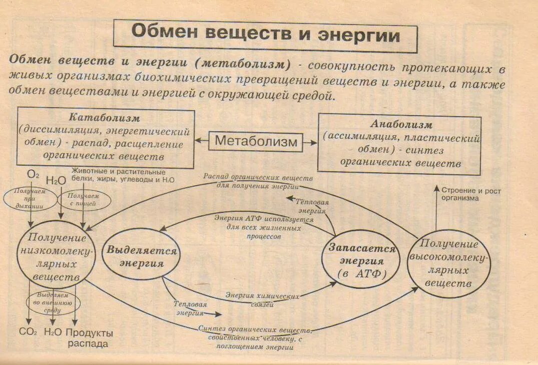 Схема обмена веществ и превращения энергии в организме. Обмен веществ схема 9 класс биология. Схема обмена веществ и энергии 8 класс биология. Схема обмена веществ и энергии 9 класс биология.