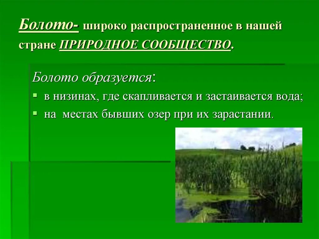 Презентация природные сообщества болото. Презентация на тему болото 3 класс. Доклад про болото. Болота доклад.