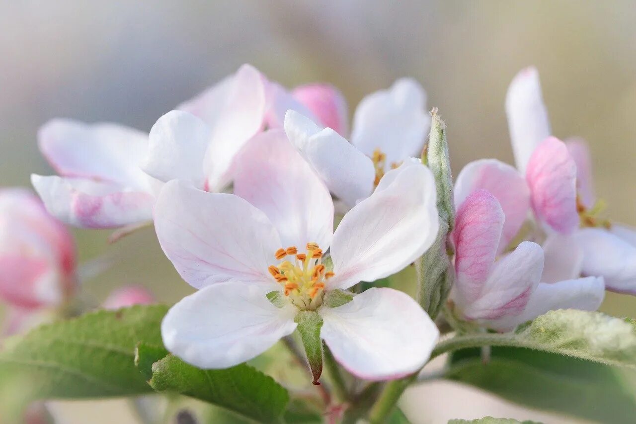 Яблоневый цвет юность. Яблоневый цвет (Apple Blossom). Подсемейство яблоневые. Подсемейство яблоневые (Maloideae). Яблоня Тринити цветение.