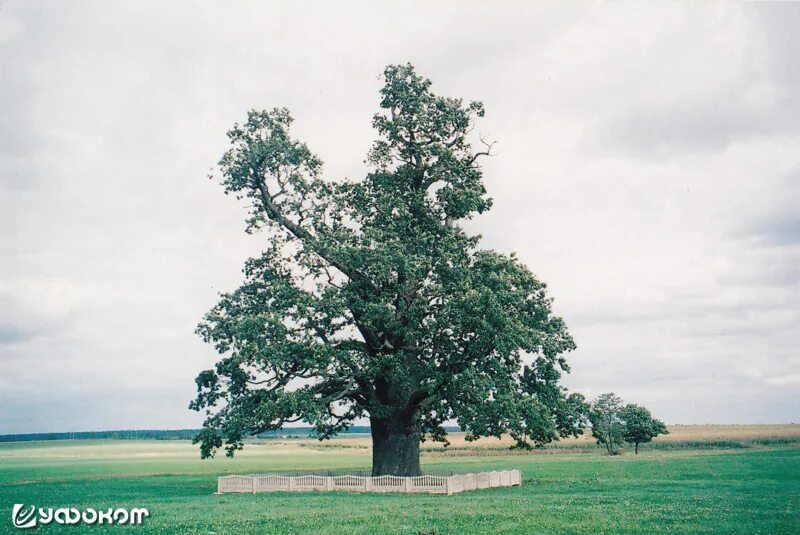 Партизанский дуб брянск. Дуб в несвиже. Беловежская пуща дубы. Дуб якуб. Два больших дуба.