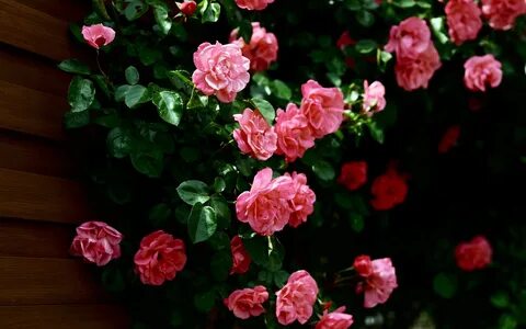 Обои на рабочий стол: Цветы, Растения, Розы - скачать картинку на ПК бесплатно №