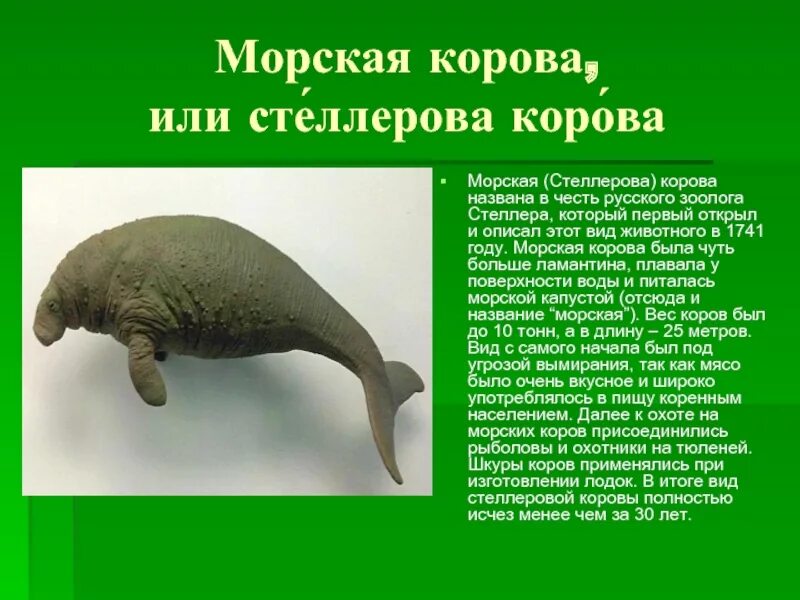 В честь какого животного названа