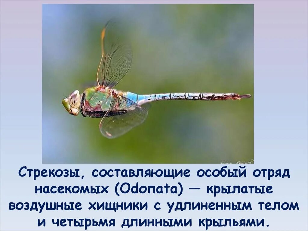 С особым составляющей