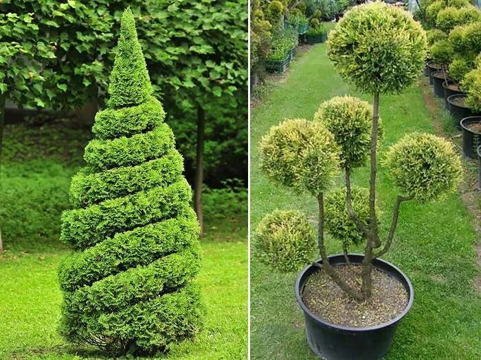 Туя шаровидная ниваки. Растение лавр органик d14. Стабилизированный мох бонсай. Крассула бонсай. Придать форму дереву.