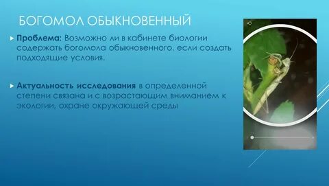 Богомол приметы