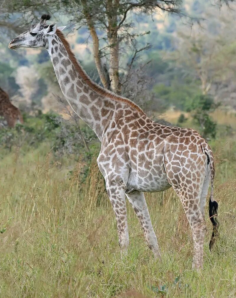 Масайский Жираф. Западноафриканский Жираф. Парнокопытные Жираф. Жираф в Африке.